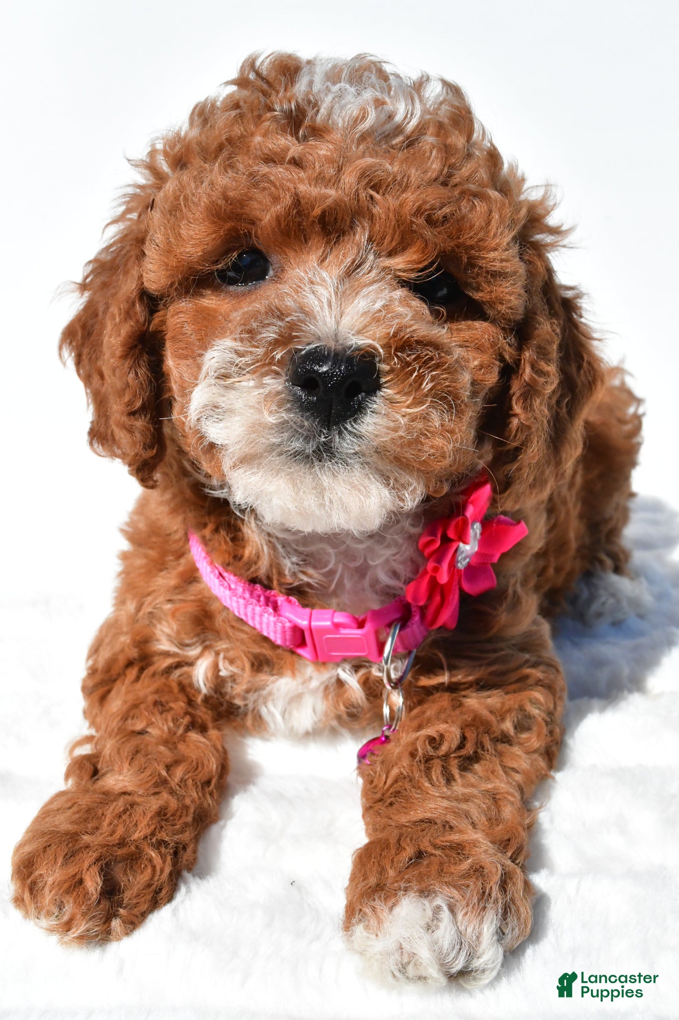 Miniature Poodle dogs for sale: Stacey - Ad 3