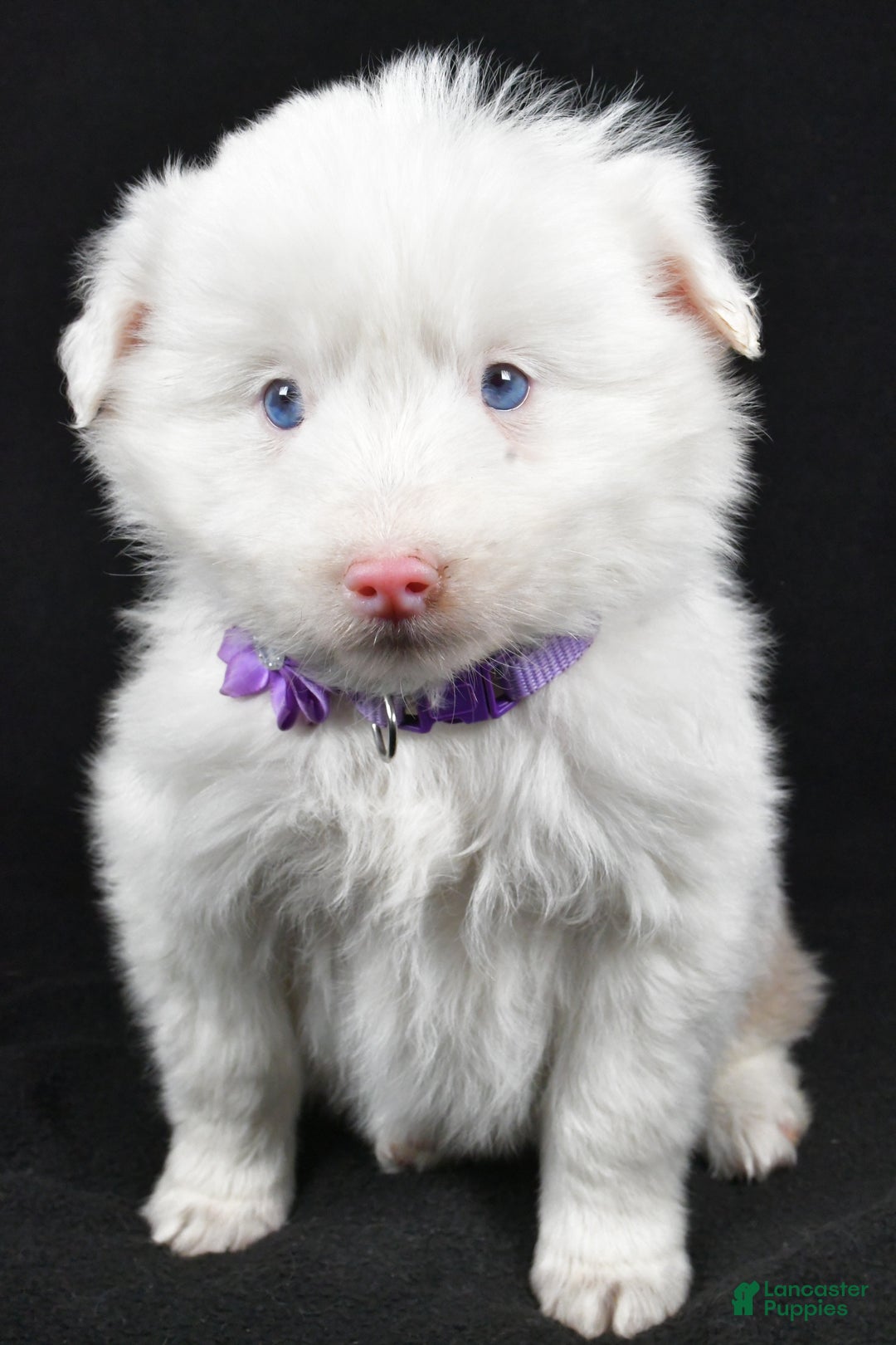 Toy Australian Shepherd dogs for sale: Bailey - Ad 4