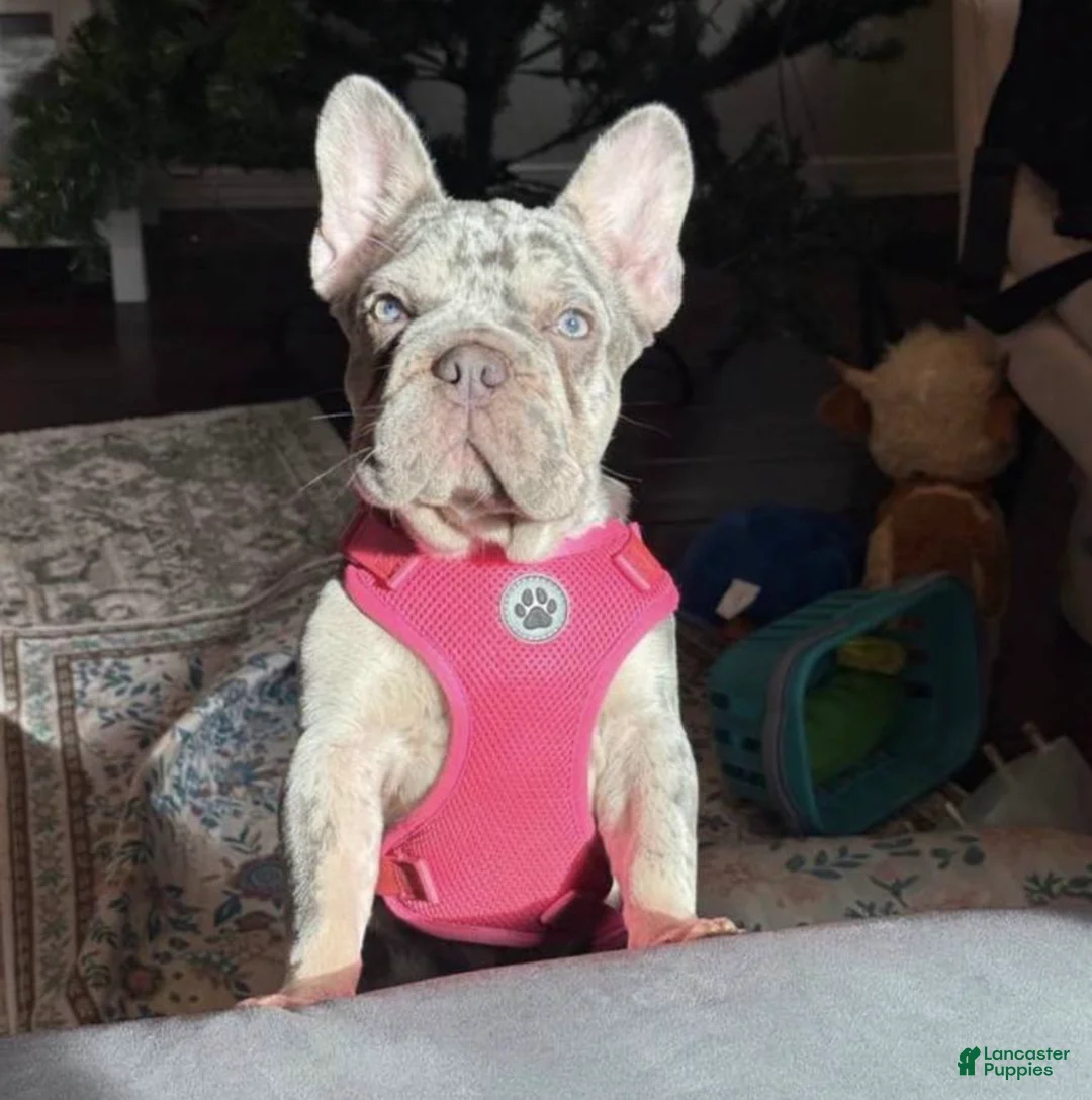 French Bulldog dogs for sale: Oakley - Ad 1