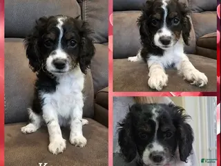 Cockapoo dogs Kanga- $200 off if reserved today & picked up Friday - Ad 4