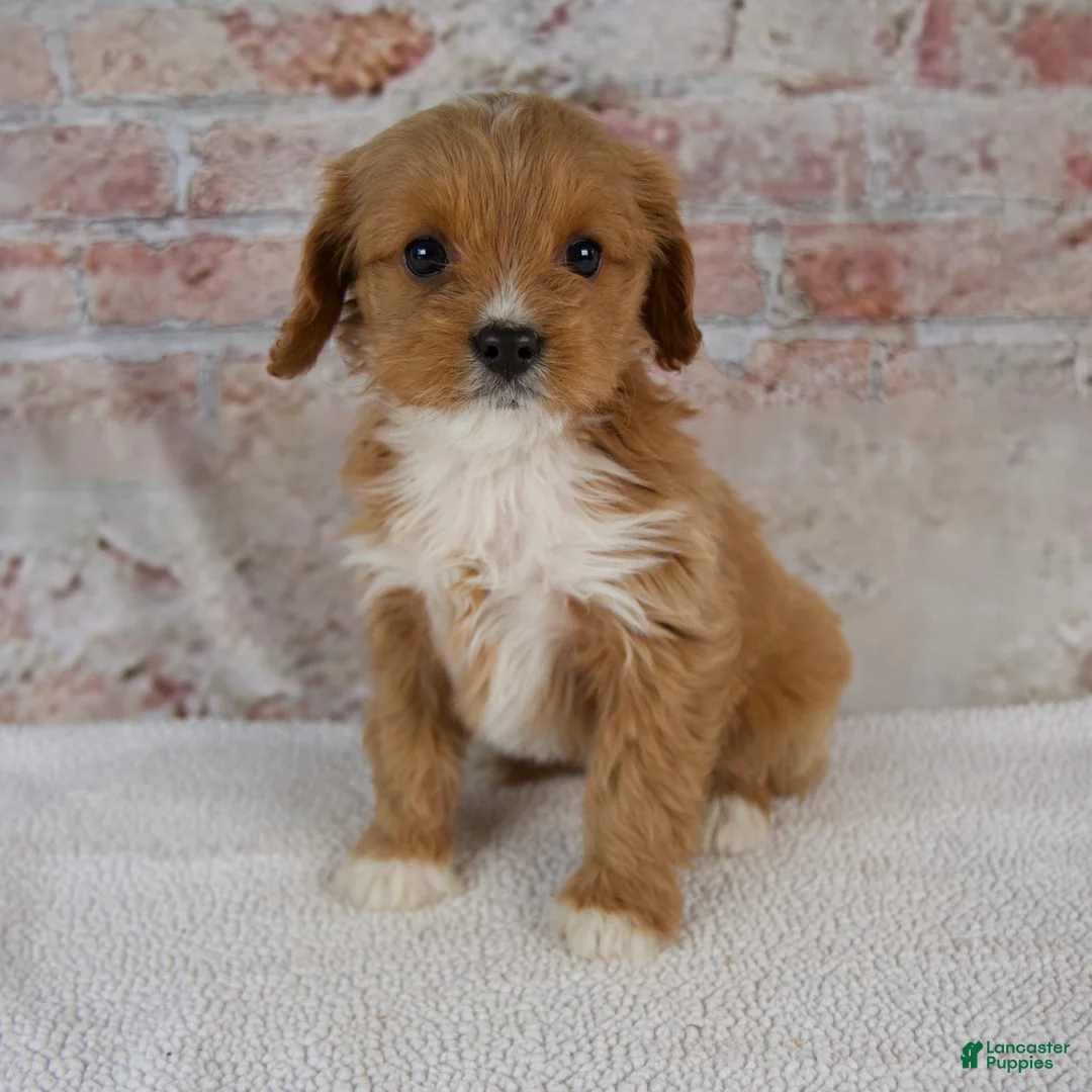 Cavapoo dogs for sale: Hazel - Ad 5