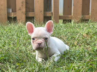 French Bulldog dogs - Ad 29