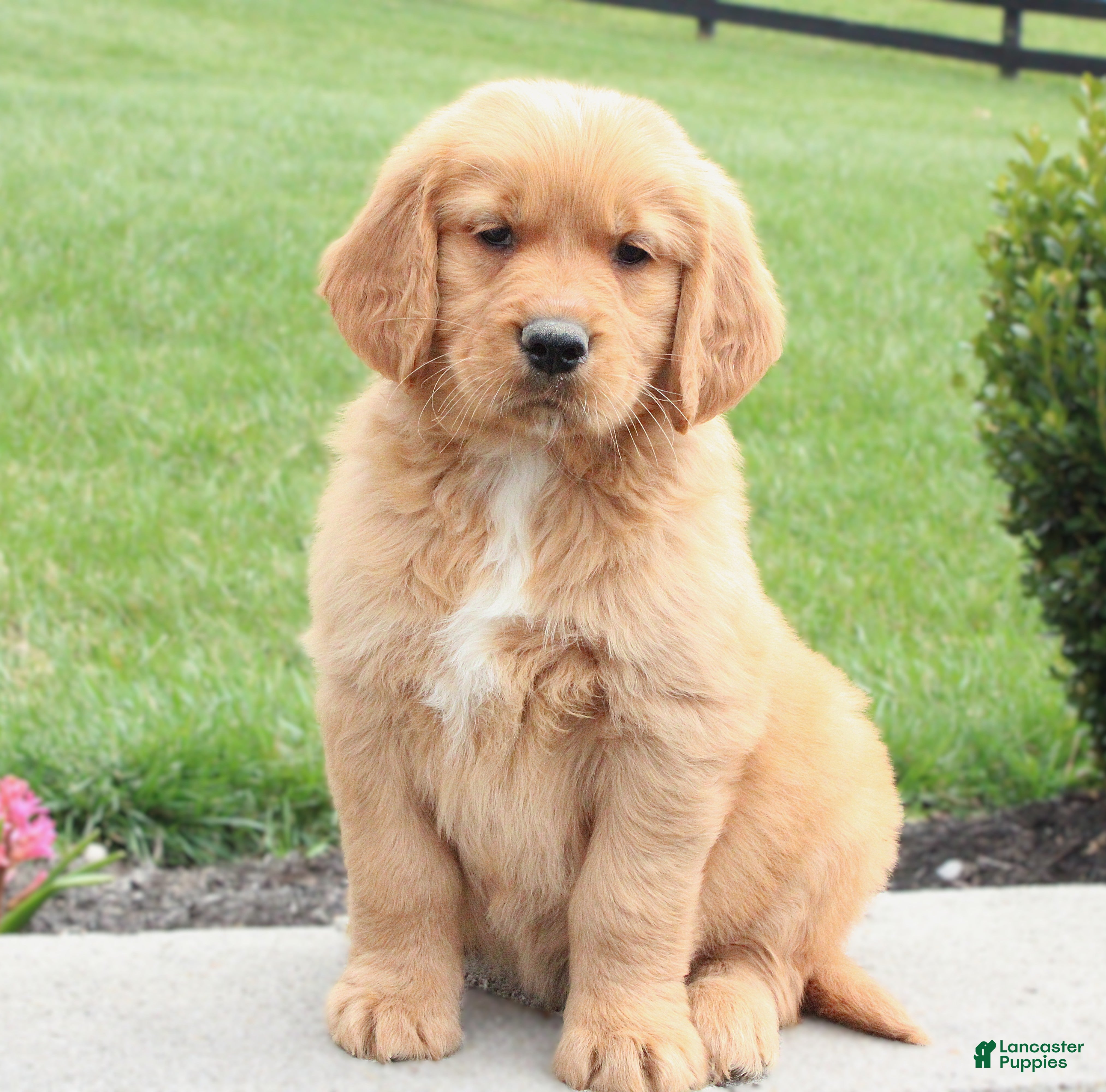 Golden Retriever dogs Cooper - Ad 1