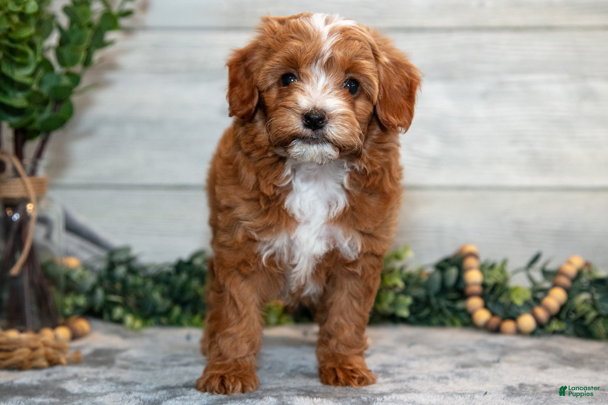 Mini Goldendoodle dogs Stevie - Ad 1