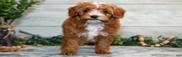 Mini Goldendoodle dogs for sale: Stevie - Ad 1