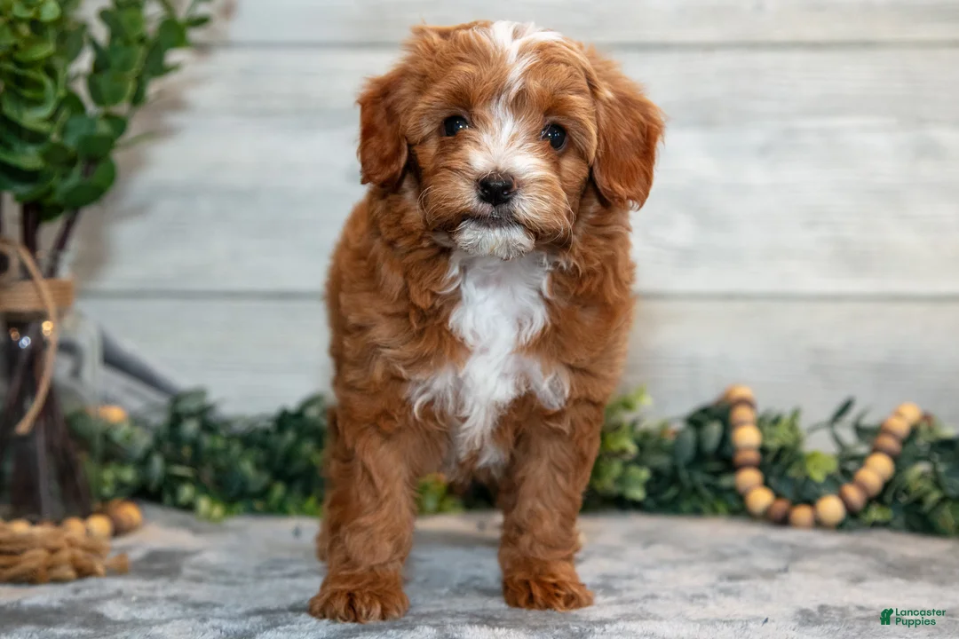Mini Goldendoodle dogs for sale: Stevie - Ad 1