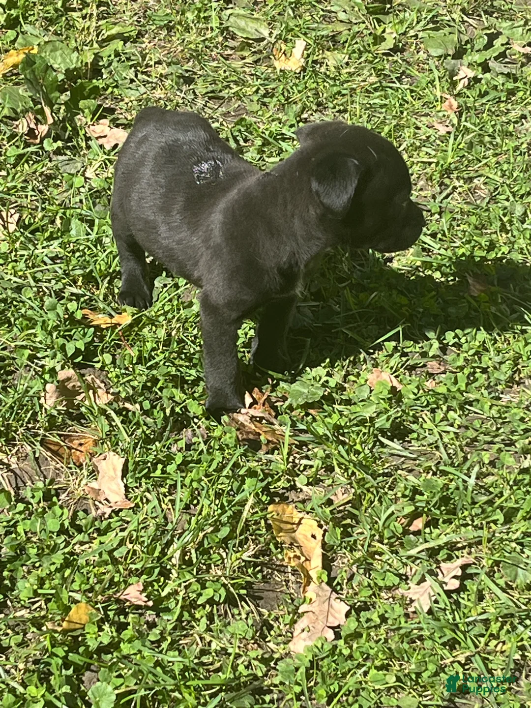 American Pit Bull Terrier dogs for sale: Max - Ad 2