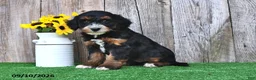 Mini Aussiedoodle dogs for sale: Jordan - Ad 4