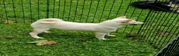 Shiba Inu dogs for sale: Reduced  - Ad 5