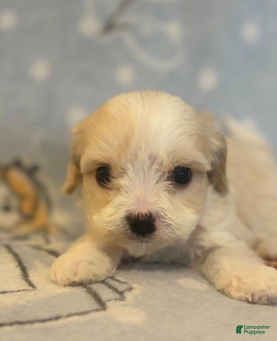 Cavapoo dogs Kelly - Ad 26