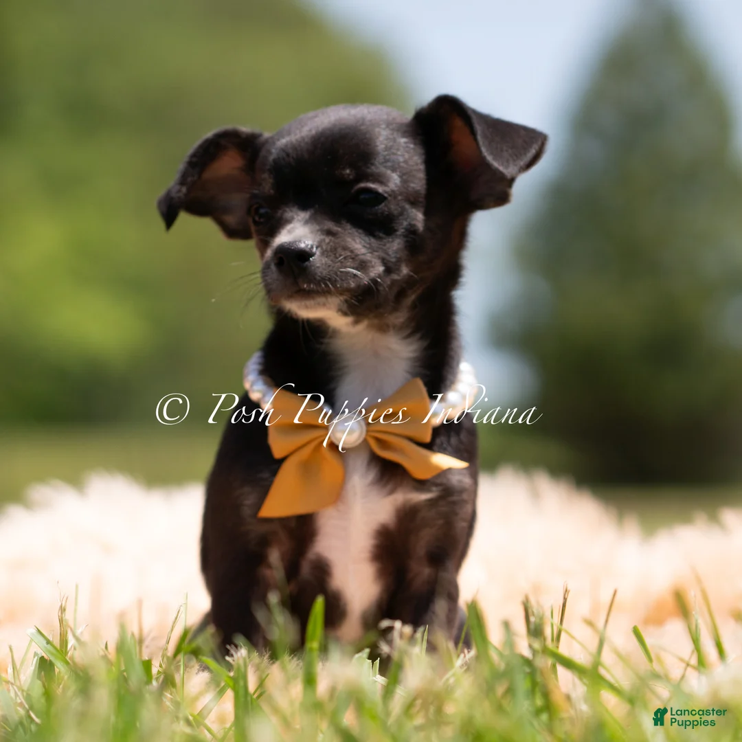 Chihuahua dogs for sale: Moonie - Ad 2