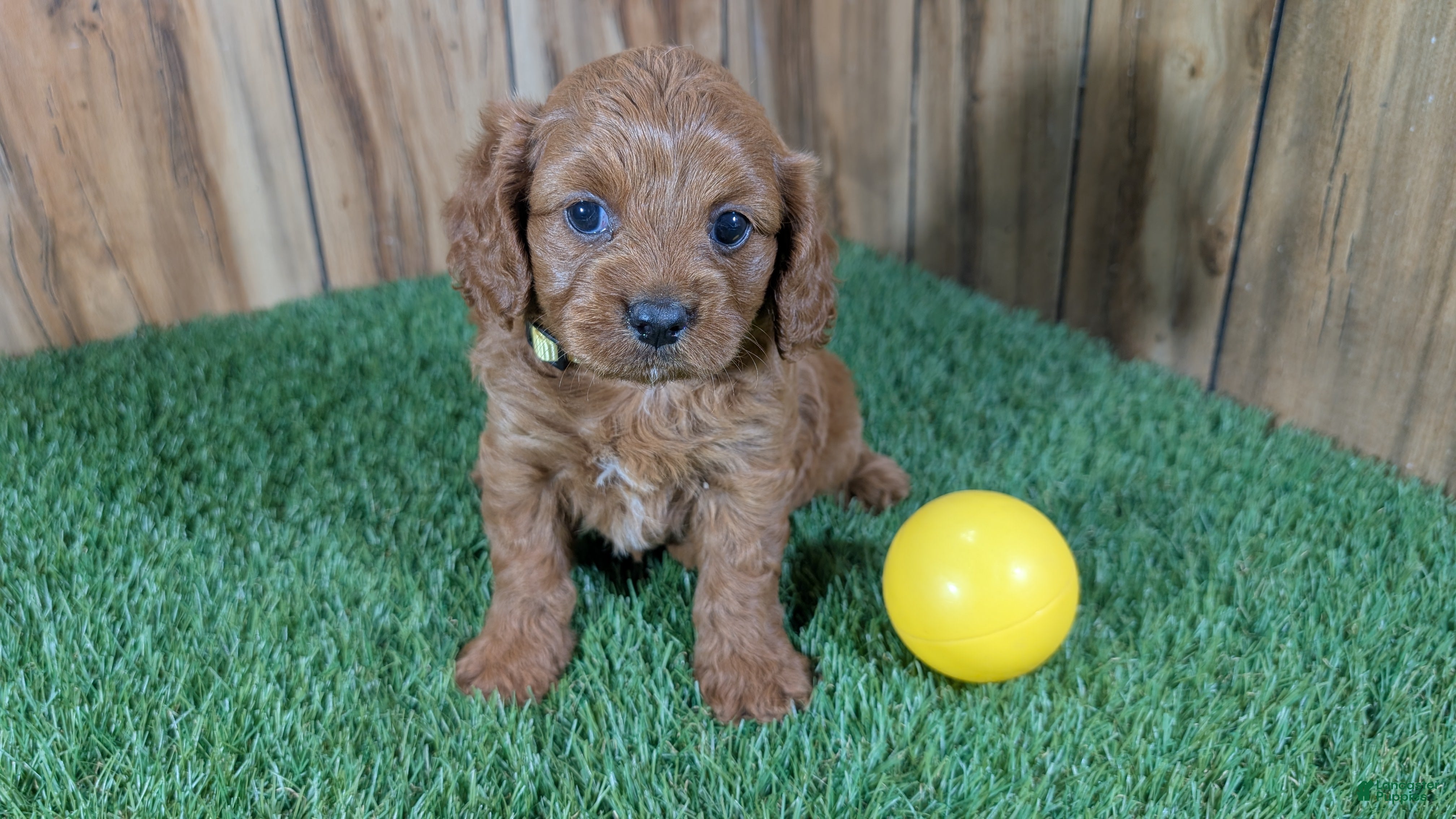 Cavapoo dogs Harlow Girl 2 - Ad 1
