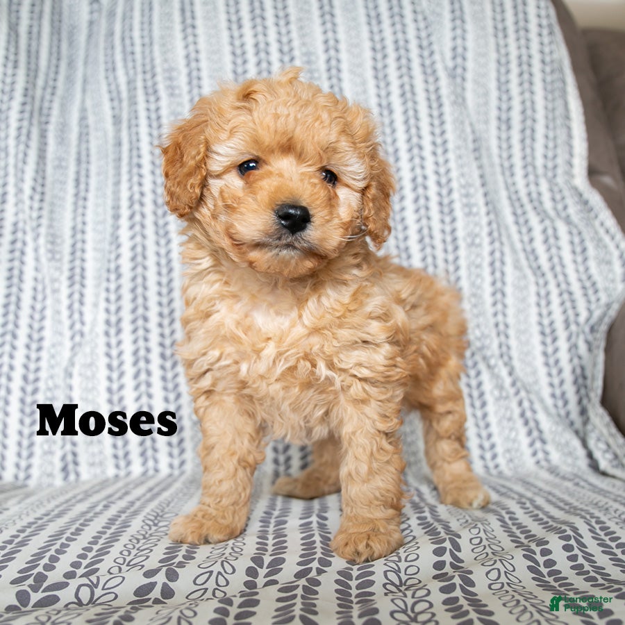 Cockapoo dogs Moses - Ad 16