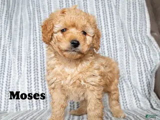 Cockapoo dogs Moses - Ad 29