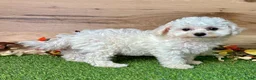 Bichon Frise dogs for sale: Bichon Frise 1 - Ad 5