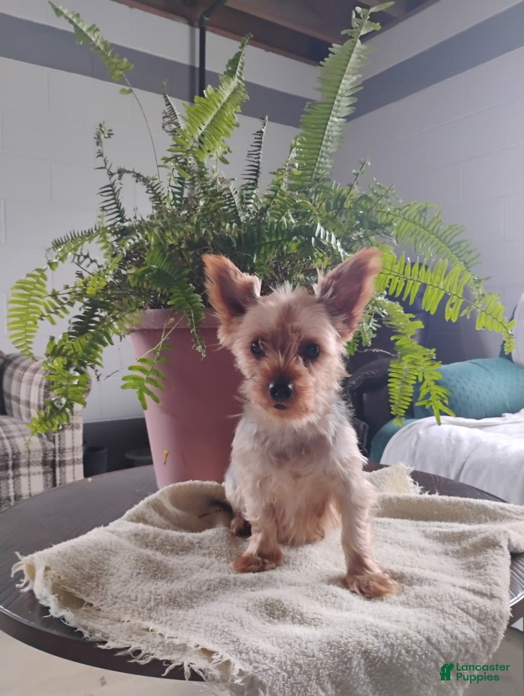 Morkie dogs for sale: Paige - Ad 9