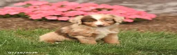 Miniature Australian Shepherd dogs for sale: Vince - Ad 1