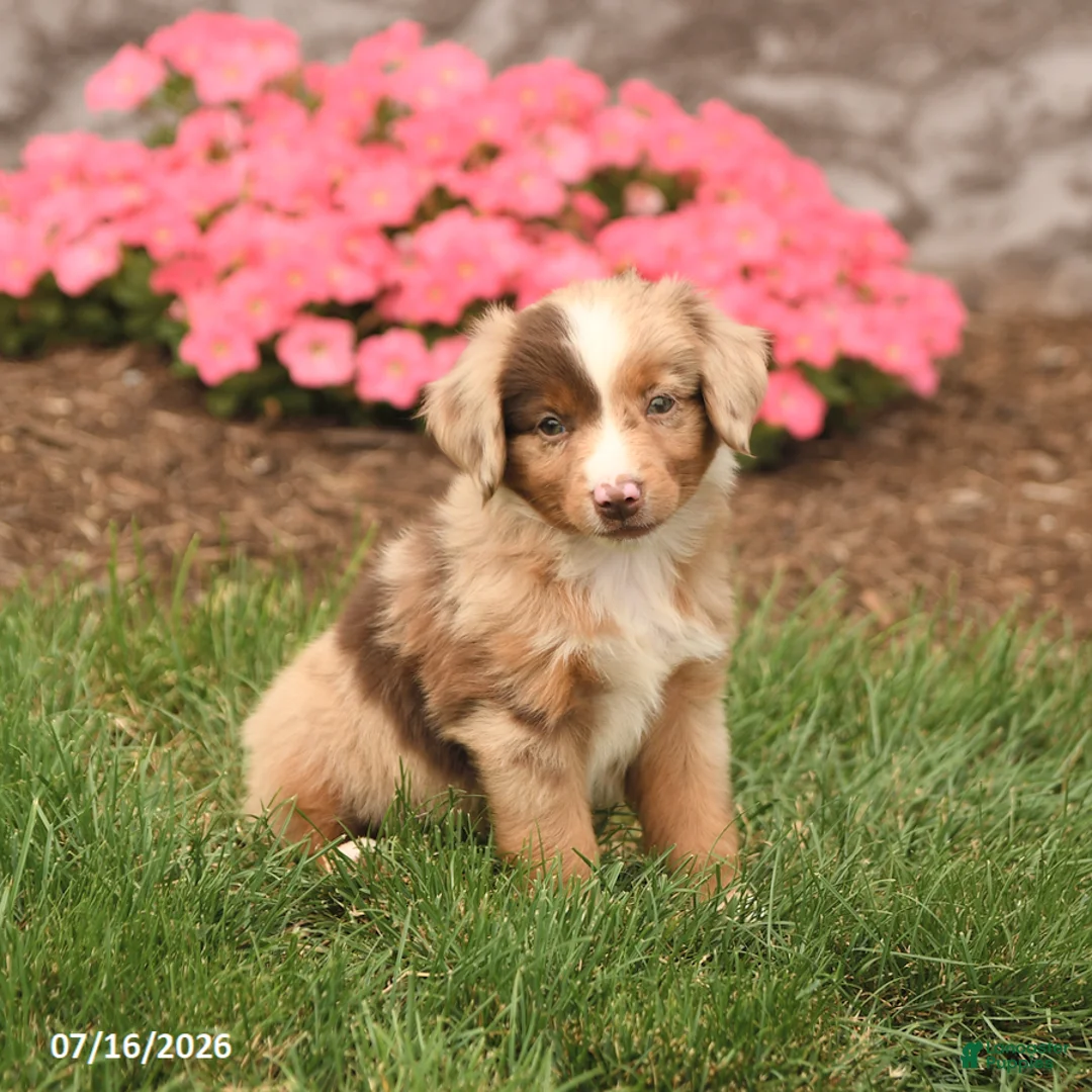 Miniature Australian Shepherd dogs for sale: Vince - Ad 1