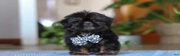 Shih Tzu dogs for sale: Romeo - Ad 5