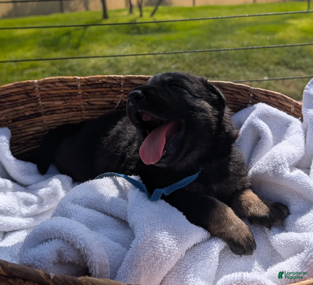 Mixed Breed dogs for sale: Huckleberry - Ad 2