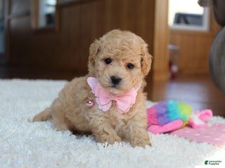 Bichpoo dogs Delilah - Ad 6