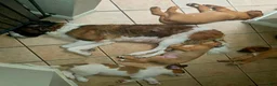 Mixed Breed dogs for sale: "Blossom" - St. Bermastiff  - Ad 5