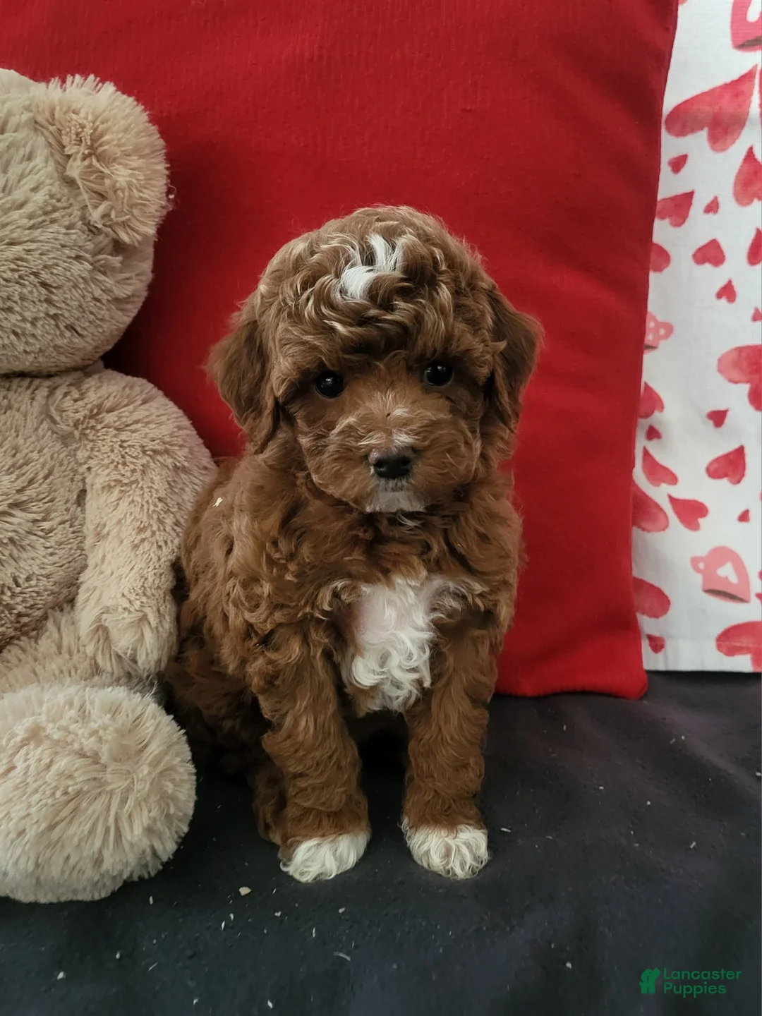 Goldendoodle dogs for sale: Emma - Ad 1