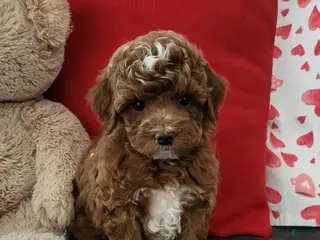 Goldendoodle dogs Emma - Ad 36