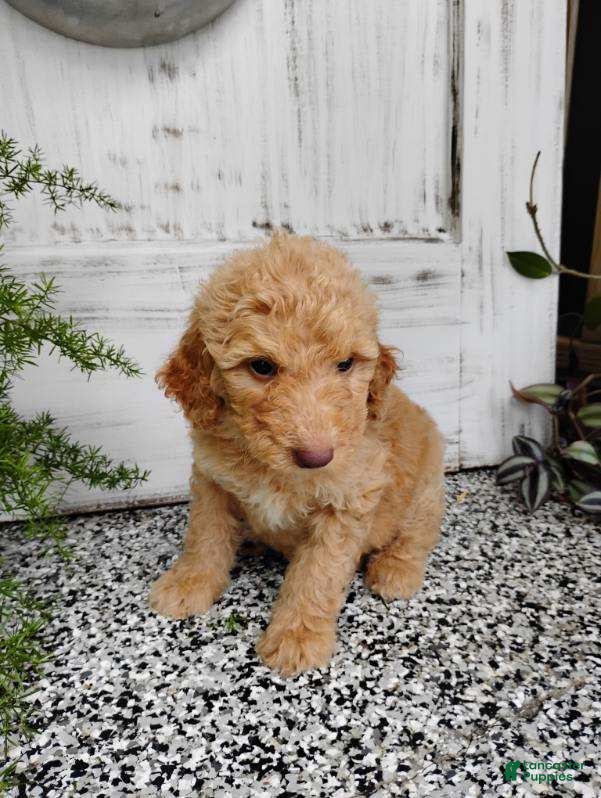 Mini Goldendoodle dogs Mini Goldendoodle 2 Marla - Ad 8