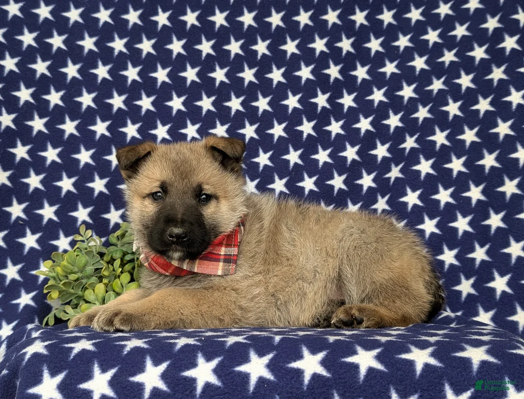 Mixed Breed dogs for sale: Clifford - Ad 5