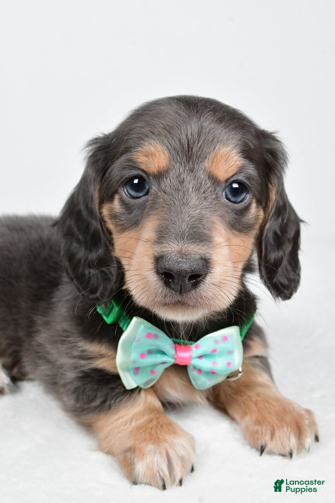 Miniature Dachshund dogs for sale: Asher - Ad 3