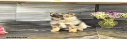 Pomsky dogs for sale: Jimba - Ad 3