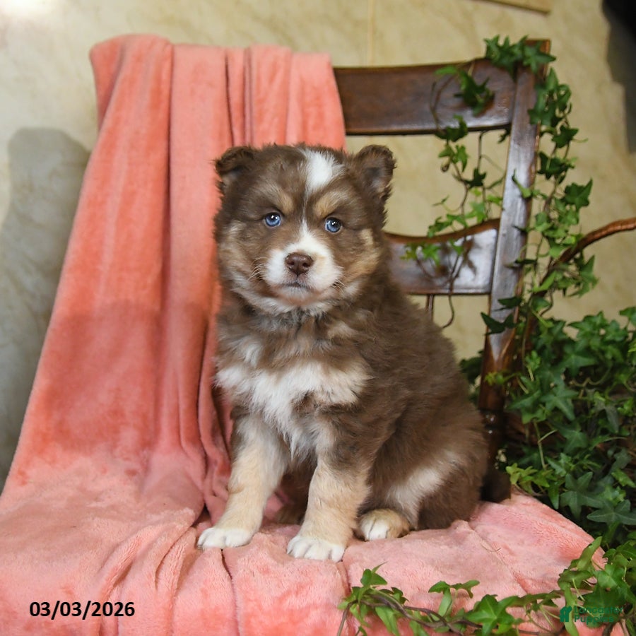 Pomsky dogs Silver - Ad 2