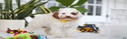 Cockapoo dogs for sale: Juniper - Ad 6