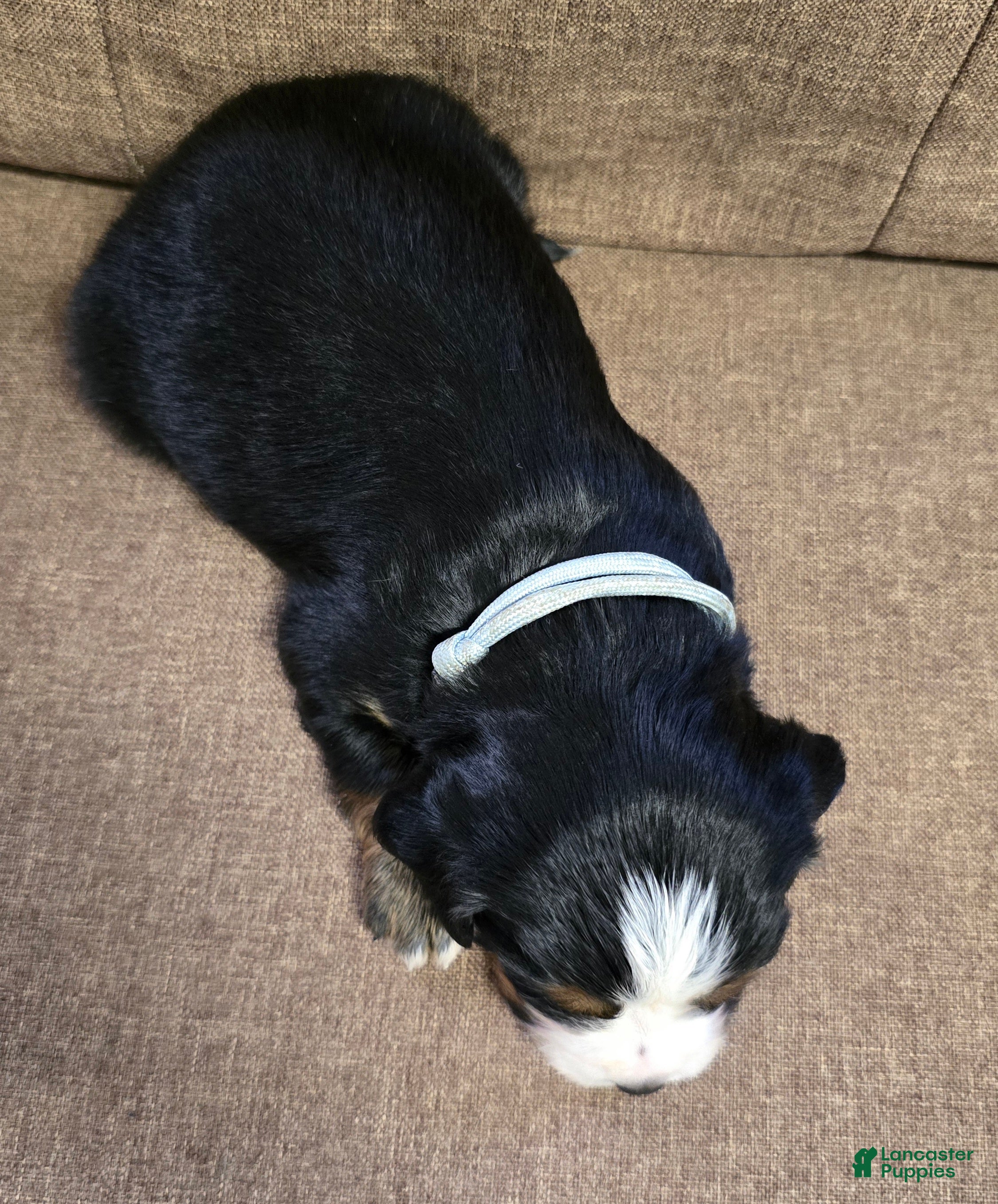 Miniature Bernese Mountain Dog dogs Vienna - Ad 2