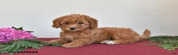 Mini Goldendoodle dogs for sale: Penny - Ad 3
