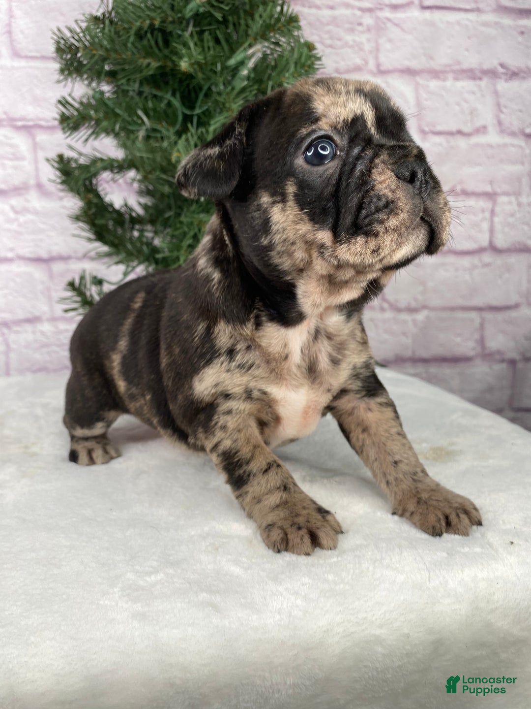 French Bulldog dogs for sale: Mickey  - Ad 6