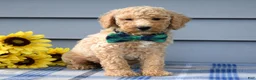 Goldendoodle dogs for sale: Henry  - Ad 4