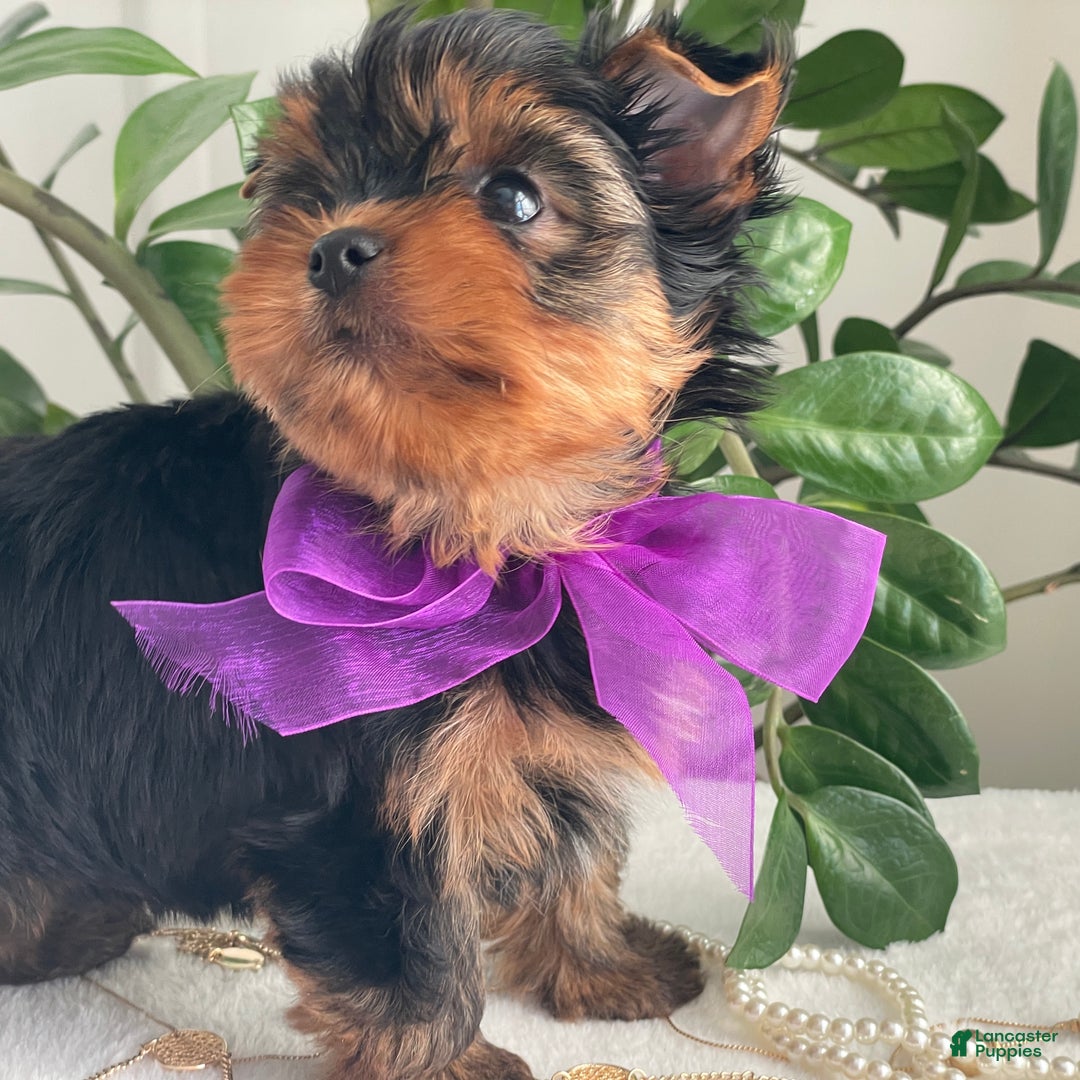 Yorkshire Terrier dogs for sale: Pearl - Ad 3