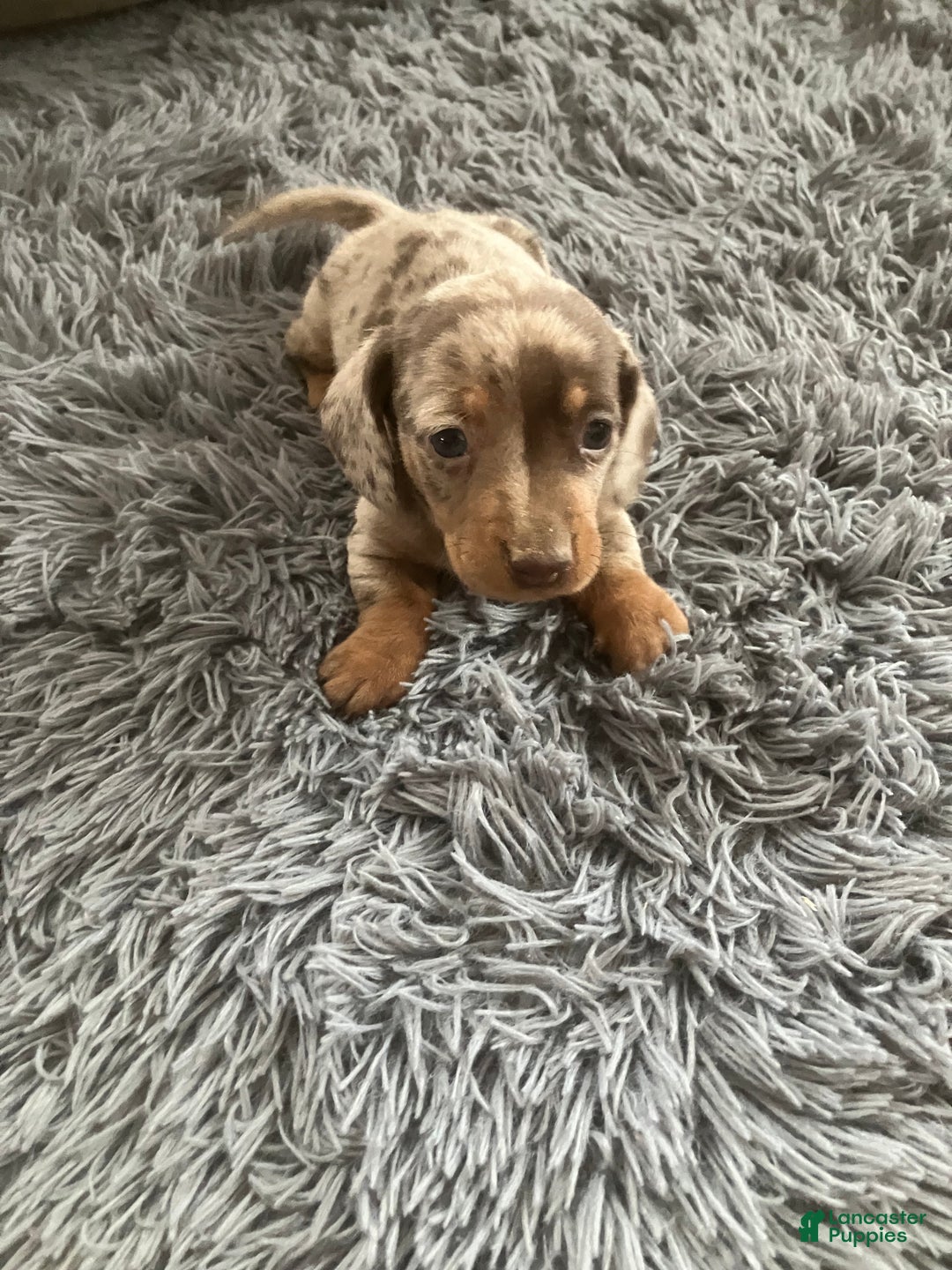 Miniature Dachshund dogs for sale: Akc Lamar - Ad 6