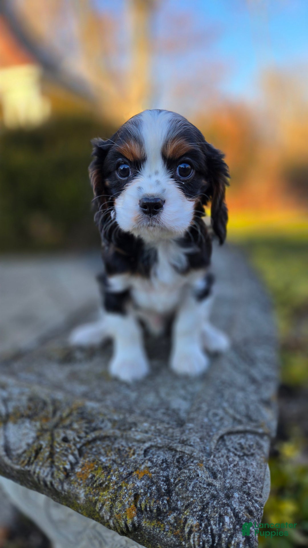 Cavalier King Charles Spaniel dogs for sale: Vance - Ad 4