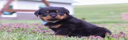 Rottweiler dogs for sale: Roscoe - Ad 3