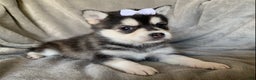 Alaskan Klee Kai dogs for sale: Petite Toy Husky~ Amazing Petunia~!!! - Ad 2