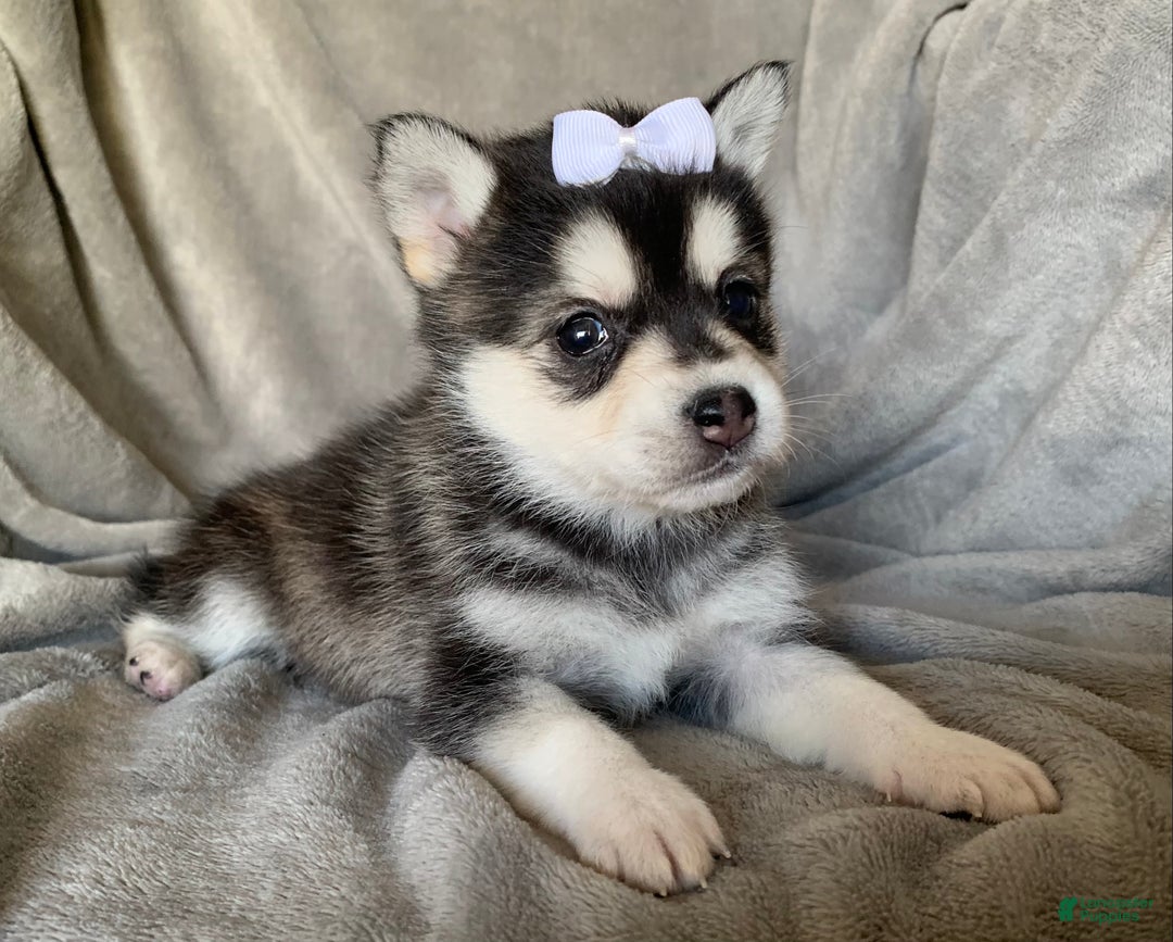 Alaskan Klee Kai dogs for sale: Petite Toy Husky~ Amazing Petunia~!!! - Ad 2