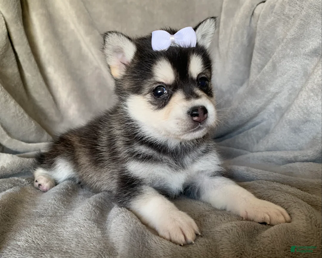 Alaskan Klee Kai dogs for sale: Petite Toy Husky~ Amazing Petunia~!!! - Ad 2