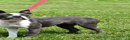 Frenchton dogs for sale: Daisy  - Ad 4