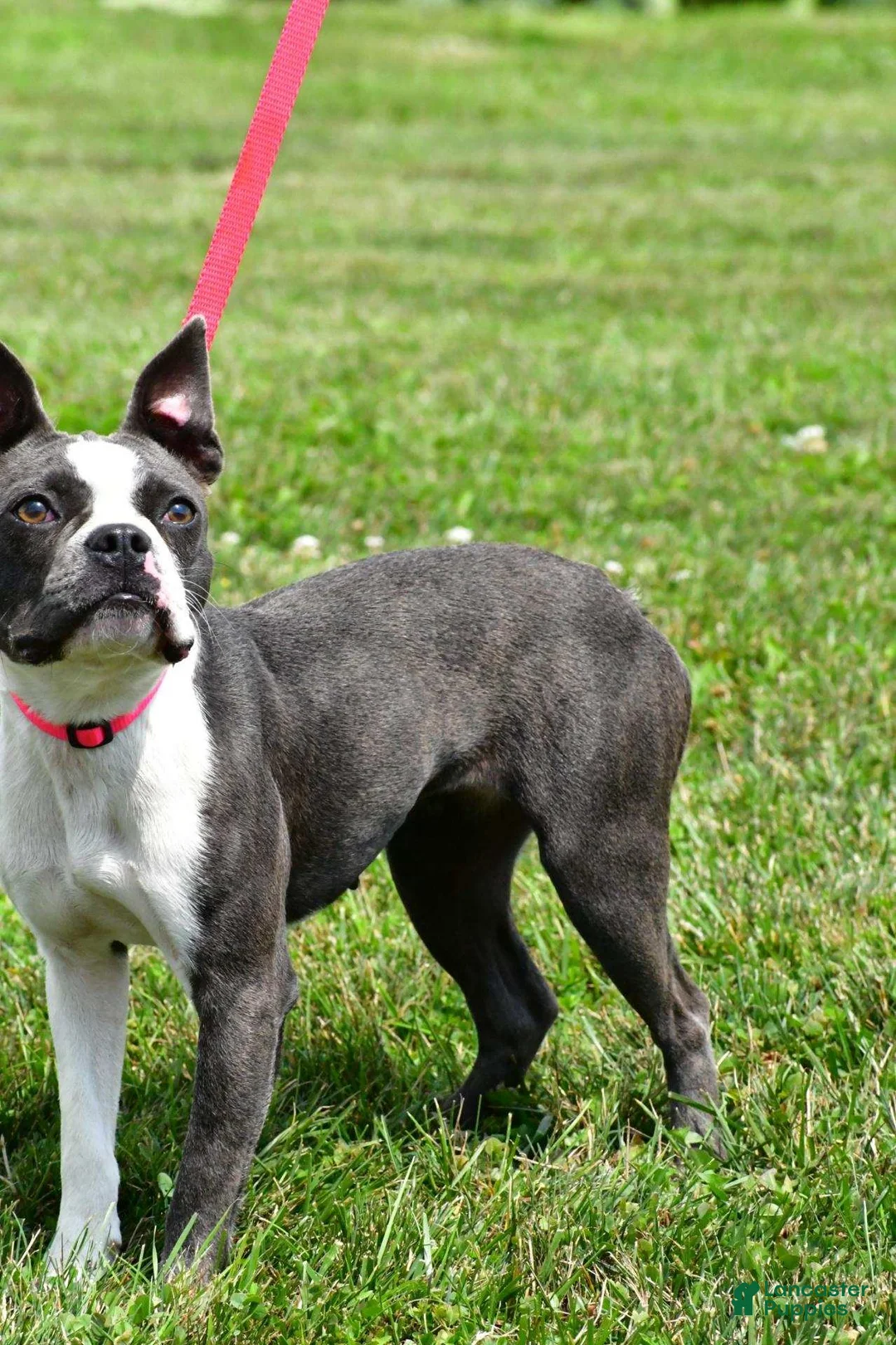 Frenchton dogs for sale: Daisy  - Ad 4