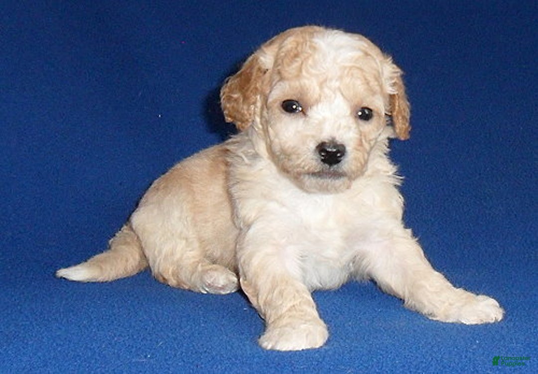 Shihpoo dogs for sale: Nugget - Ad 3
