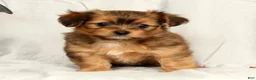 Yorkiepoo dogs for sale: Lindor - Ad 2