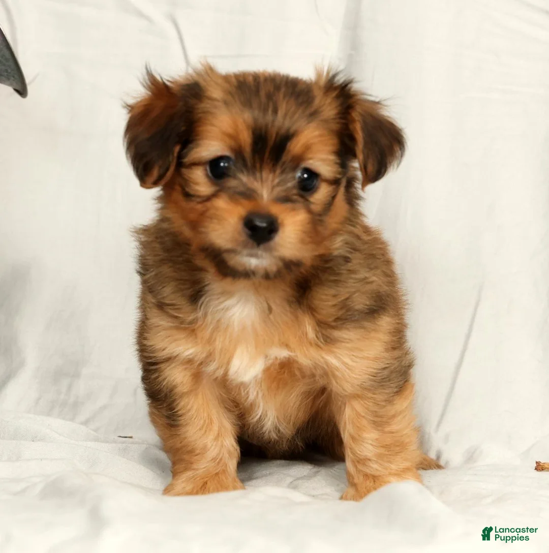 Yorkiepoo dogs for sale: Lindor - Ad 2